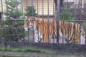 Adopce tygra ussurijského - 2. B